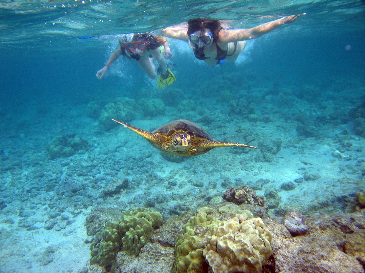 Snorkelers_with_sea_turtle_Kahaluu_Bay