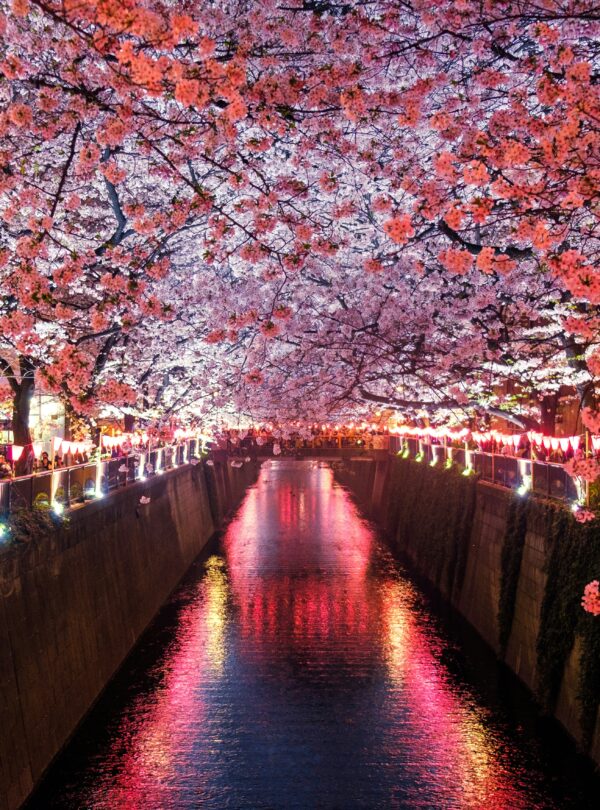 sora-sagano-8sOZJ8JF0S8-unsplash